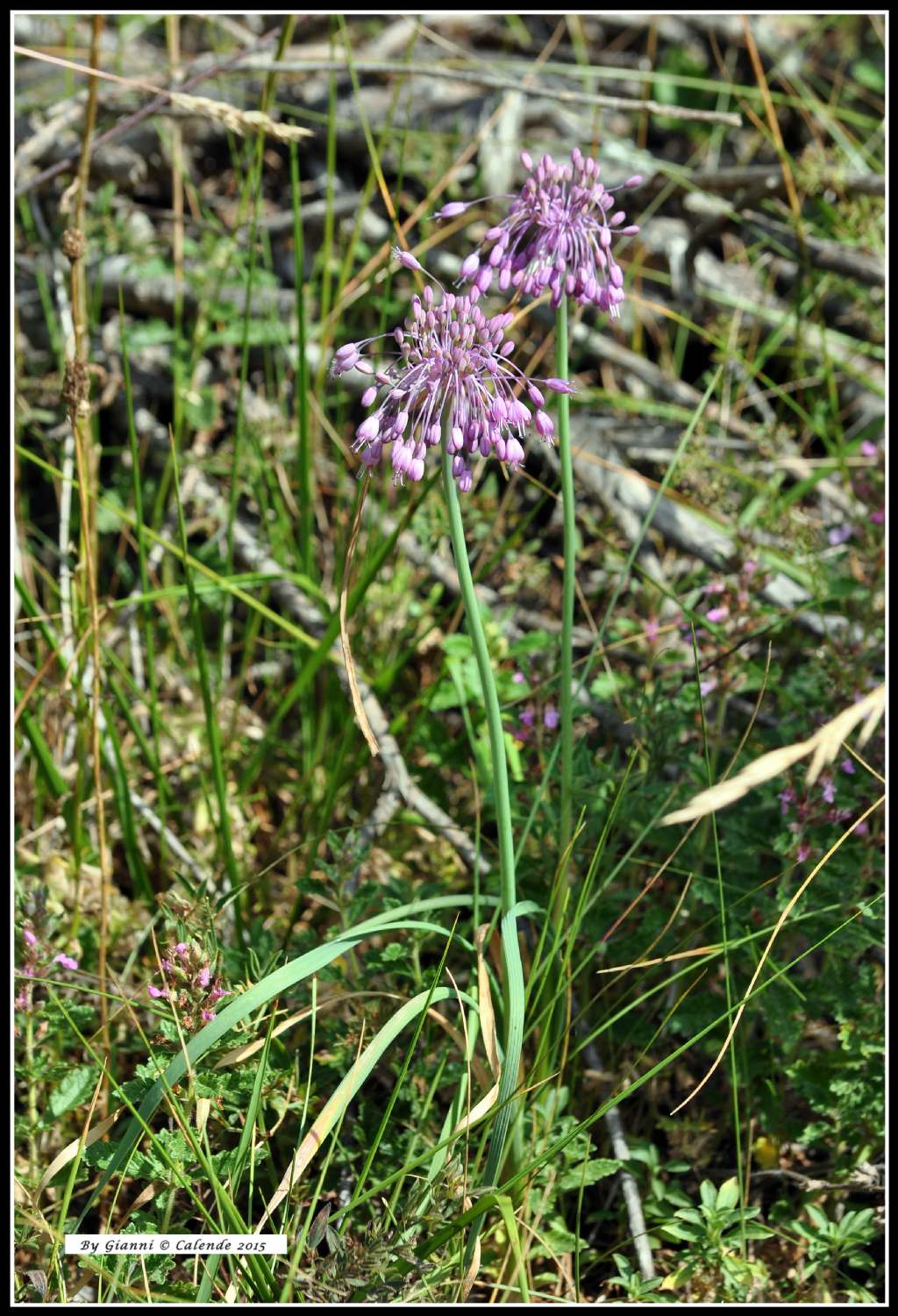 Allium cirrhosum (=Allium carinatum subsp. pulchellum)